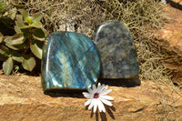 Polished Labradorite Standing Free Forms With Intense Blue & Gold Flash x 2 From Sakoany, Madagascar - TopRock