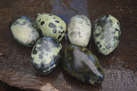 Polished Spotted Leopard Stone Free Forms  x 6 From Zimbabwe - Toprock Gemstones and Minerals 