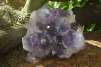 Natural Large Jacaranda Amethyst Cluster  x 1 From Mumbwa, Zambia - Toprock Gemstones and Minerals 