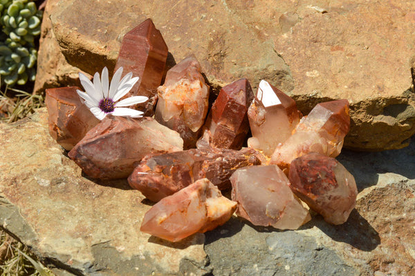 Natural Single Red Hematoid Phantom Quartz Crystals  x 12 From Karoi, Zimbabwe - TopRock