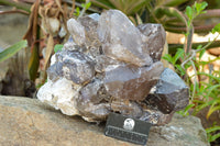 Natural XXL Self Healed Smokey Quartz Cluster  x 1 From Mt. Mulanje, Malawi - TopRock