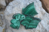 Polished Flower Banded Malachite Slices  x 24 From Congo - Toprock Gemstones and Minerals 