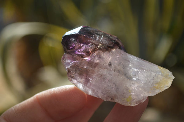 Natural Single Window Amethyst Crystals  x 12 From Chiredzi, Zimbabwe