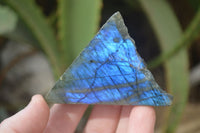 Polished One Side Polished Labradorite Pieces x 24 From Tulear, Madagascar