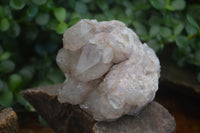 Natural White Phantom Smokey Quartz Clusters  x 3 From Luena, Congo - Toprock Gemstones and Minerals 