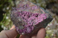 Natural Pink Salrose Cobaltion Dolomite Specimens x 6 From Kakanda, Congo