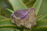 Natural Selected Rough Purpurite Specimens  x 6 From Namibia - TopRock