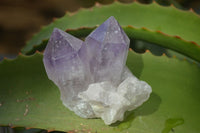 Natural Single Jacaranda Amethyst Crystals  x 12 From Zambia - Toprock Gemstones and Minerals 