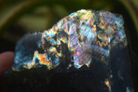 Polished One Side Polished Labradorite Slices  x 6 From Tulear, Madagascar