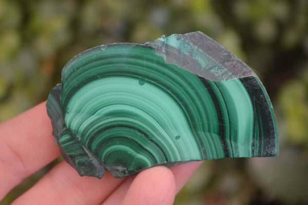 Polished Flower Banded Malachite Slices  x 24 From Congo - Toprock Gemstones and Minerals 