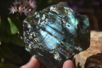 Polished One Side Polished Labradorite Slices  x 6 From Tulear, Madagascar