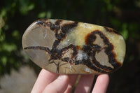 Polished Septerye (Calcite & Aragonite) Free Forms  x 6 From Mahajanga, Madagascar - Toprock Gemstones and Minerals 