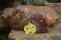 Polished Extra Large Petrified Podocarpus Wood Hearts  x 2 From Mahajanga, Madagascar - TopRock