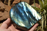 Polished Labradorite Standing Free Forms With Intense Blue & Gold Flash x 2 From Sakoany, Madagascar - TopRock