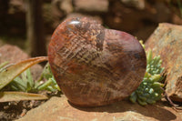 Polished Extra Large Petrified Podocarpus Wood Hearts  x 2 From Mahajanga, Madagascar - TopRock