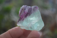 Natural Rough Watermelon Fluorite Cobbed Specimens  x 35 From Namibia