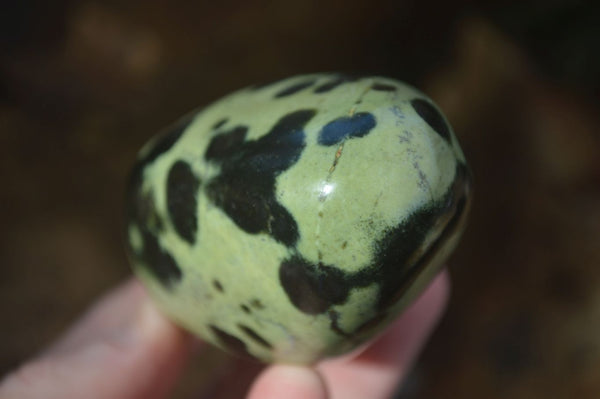 Polished Spotted Leopard Stone Free Forms  x 6 From Zimbabwe - Toprock Gemstones and Minerals 