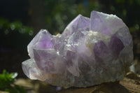 Natural Large Jacaranda Amethyst Cluster  x 1 From Mumbwa, Zambia - Toprock Gemstones and Minerals 