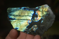 Polished One Side Polished Labradorite Slices  x 6 From Tulear, Madagascar