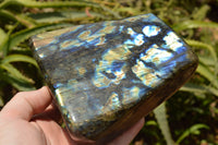 Polished Labradorite Standing Free Form With A Full Face Flash x 1 From Tulear, Madagascar - TopRock