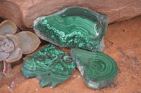 Polished Flower Banded Malachite Slices  x 24 From Congo - Toprock Gemstones and Minerals 