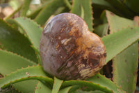 Polished Extra Large Petrified Podocarpus Wood Hearts  x 2 From Mahajanga, Madagascar - TopRock