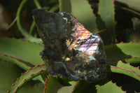 Polished One Side Polished Labradorite Slices  x 6 From Tulear, Madagascar