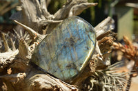 Polished Labradorite Standing Free Forms With Intense Blue & Gold Flash x 2 From Sakoany, Madagascar - TopRock