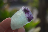 Natural Rough Watermelon Fluorite Cobbed Specimens  x 35 From Namibia