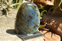 Polished Labradorite Standing Free Forms With Intense Blue & Gold Flash x 2 From Sakoany, Madagascar - TopRock