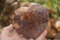 Polished Extra Large Petrified Podocarpus Wood Hearts  x 2 From Mahajanga, Madagascar - TopRock