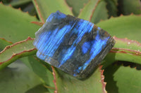 Polished One Side Polished Labradorite Pieces x 24 From Tulear, Madagascar