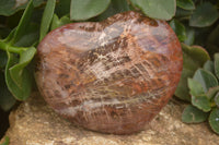 Polished Extra Large Petrified Podocarpus Wood Hearts  x 2 From Mahajanga, Madagascar - TopRock