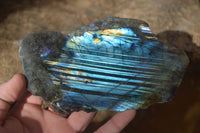 Polished One Side Polished Labradorite Slices  x 6 From Tulear, Madagascar