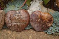 Polished Extra Large Petrified Podocarpus Wood Hearts  x 2 From Mahajanga, Madagascar - TopRock