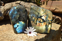 Polished Labradorite Standing Free Forms With Intense Blue & Gold Flash x 2 From Sakoany, Madagascar - TopRock