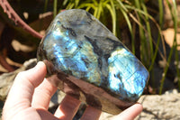 Polished Labradorite Standing Free Forms With Intense Blue & Gold Flash x 2 From Sakoany, Madagascar - TopRock