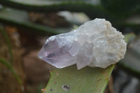 Natural Single Zambian Jacaranda Amethyst Points - Sold per 1.6 kg (24 points per tray) - From Mumbwa, Zambia - TopRock