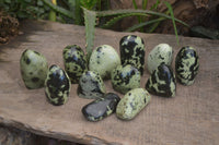 Polished Leopard Stone Free Forms  x 12 From Zimbabwe