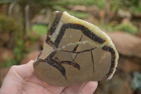 Polished Septaria (Calcite & Aragonite) Slices  x 6 From Mahajanga, Madagascar - TopRock