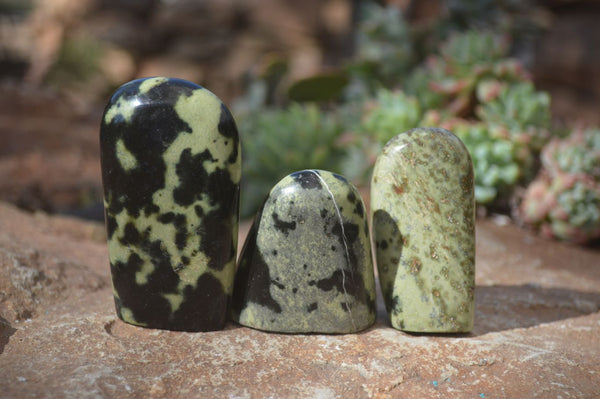 Polished Leopard Stone Free Forms  x 12 From Zimbabwe