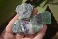 Natural Rough Watermelon Fluorite Cobbed Specimens  x 35 From Namibia