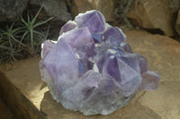 Natural Large Jacaranda Amethyst Cluster  x 1 From Mumbwa, Zambia - Toprock Gemstones and Minerals 