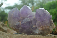 Natural Jacaranda Amethyst Cluster x 1 From Mumbwa, Zambia - TopRock