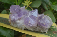 Natural Jacaranda Amethyst Cluster x 1 From Mumbwa, Zambia - TopRock