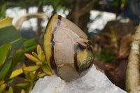 Polished Septaria Dragon's Eggs (Calcite & Aragonite) x 3 From Mahajanga, Madagascar - TopRock