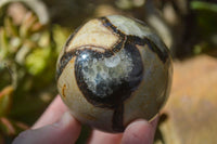 Polished Gorgeous Septerye Spheres x 4 From Madagascar