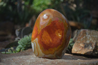 Polished Polychrome / Picasso Jasper Standing Free Forms  x 3 From Madagascar