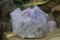 Natural Large Jacaranda Amethyst Cluster  x 1 From Mumbwa, Zambia - Toprock Gemstones and Minerals 