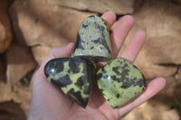 Polished Leopard Stone Free Forms  x 12 From Zimbabwe